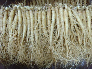 소삼계 750g 1채(60-75뿌리)