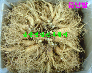 홍삼용 중난발삼750g 1채 (10-12뿌리)